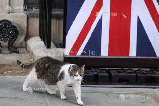 Prim-miniștrii britanici se succed la Downing Street Nr.10, însă motanul Larry rămâne o prezență constantă