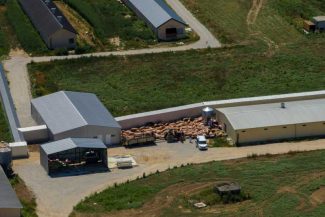 Circa 30.000 de porci morți ori sacrificați în Serbia din cauza pestei porcine africane