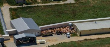 Circa 30.000 de porci morți ori sacrificați în Serbia din cauza pestei porcine africane