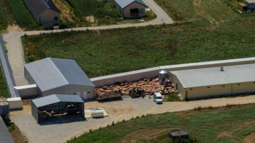 Circa 30.000 de porci morți ori sacrificați în Serbia din cauza pestei porcine africane