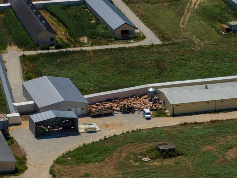 Circa 30.000 de porci morți ori sacrificați în Serbia din cauza pestei porcine africane
