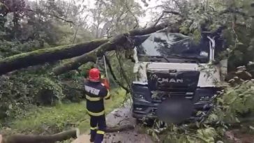Prahova: Doi copaci au căzut peste un autocamion care transporta piatră, în Păulești