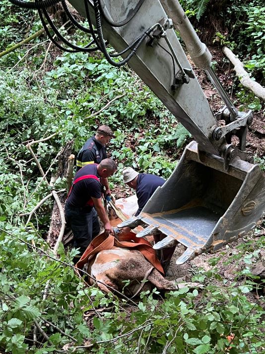 Hunedoara: Văcuță căzută într-o prăpastie de 15 metri, salvată după șase ore de pompierii din Brad