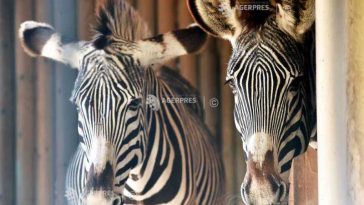 VIDEO Ungaria anunță o anchetă asupra sorții unei turme de zebre ce îi aparține unui apropiat al lui Orban