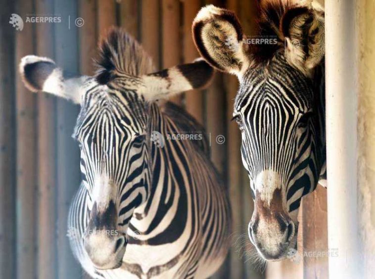 VIDEO Ungaria anunță o anchetă asupra sorții unei turme de zebre ce îi aparține unui apropiat al lui Orban