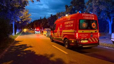 Sibiu: Urs văzut pe unul dintre cele mai circulate bulevarde din municipiu