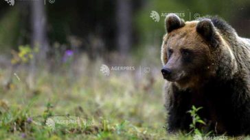 Sibiu: Ursul văzut în municipiu a fost prins în curtea unui colegiu și dus în pădure