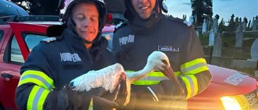 Hunedoara: Un pui de barză căzut din cuib, salvat de pompieri și de comunitatea locală din Țebea