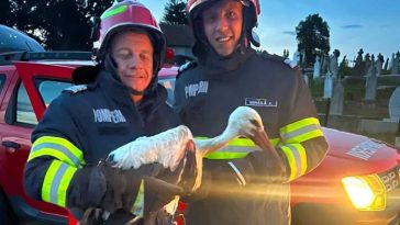Hunedoara: Un pui de barză căzut din cuib, salvat de pompieri și de comunitatea locală din Țebea