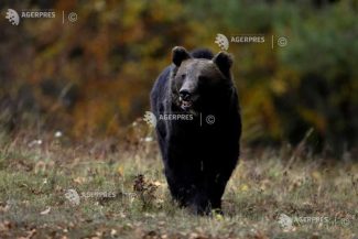 Brașov: Patru urși vor fi transferați de la Sanctuarul de la Zărnești într-un parc natural din Franța