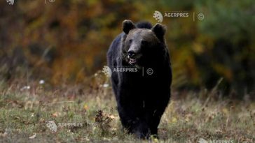Brașov: Patru urși vor fi transferați de la Sanctuarul de la Zărnești într-un parc natural din Franța