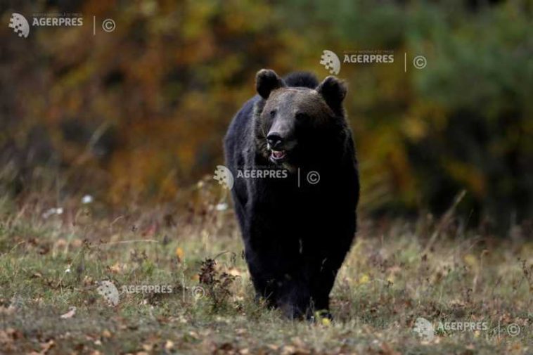 Brașov: Patru urși vor fi transferați de la Sanctuarul de la Zărnești într-un parc natural din Franța