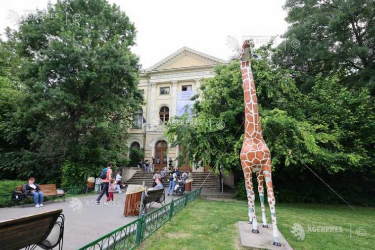 ‘Aventuri cu capibara’ – atelier pentru copii cu vârste între 4 și 6 ani, joi, la Muzeul ‘Antipa’