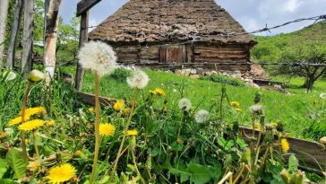 REPORTAJ/Alba: Proiect de salvare și valorizare a șurilor cu acoperiș de paie din Apuseni, parte din patrimoniul vernacular