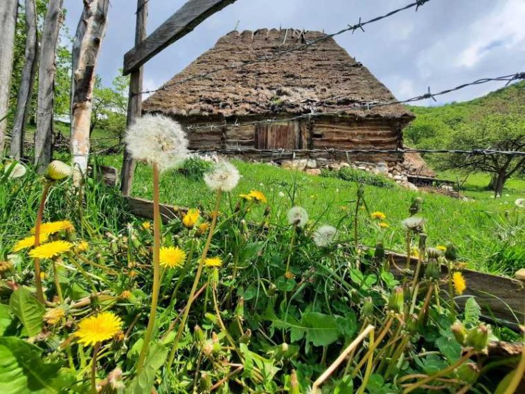 REPORTAJ/Alba: Proiect de salvare și valorizare a șurilor cu acoperiș de paie din Apuseni, parte din patrimoniul vernacular