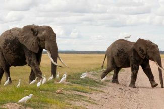 Kenya anchetează moartea a 15 elefanți într-un interval de o lună în Parcul Național Amboseli