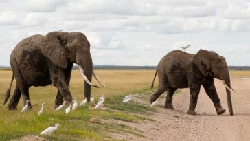 Kenya anchetează moartea a 15 elefanți într-un interval de o lună în Parcul Național Amboseli