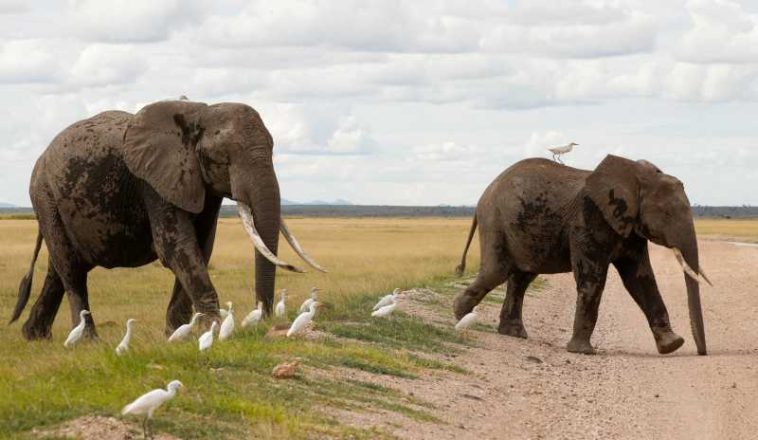 Kenya anchetează moartea a 15 elefanți într-un interval de o lună în Parcul Național Amboseli