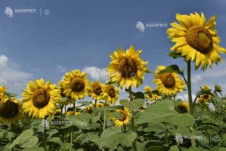 Insolvențele în agricultură s-au dublat, cu 19 societăți ce concentrează peste 235 de milioane de euro în active imobilizate, în S1 (analiză)