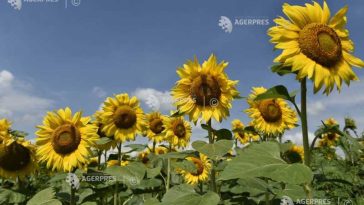 Insolvențele în agricultură s-au dublat, cu 19 societăți ce concentrează peste 235 de milioane de euro în active imobilizate, în S1 (analiză)