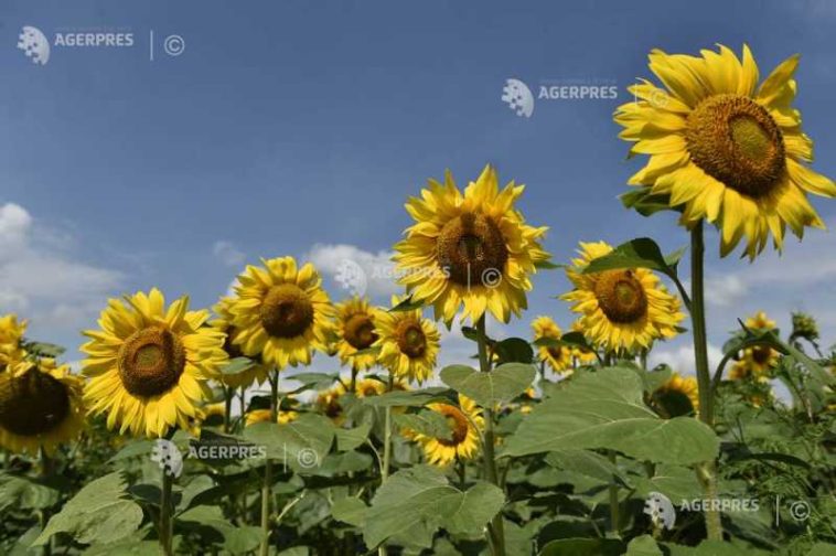 Insolvențele în agricultură s-au dublat, cu 19 societăți ce concentrează peste 235 de milioane de euro în active imobilizate, în S1 (analiză)
