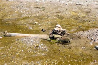 Rămășițele unui mamut au fost descoperite în Bulgaria după ce nivelul apelor Dunării a atins un minim istoric