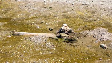 Rămășițele unui mamut au fost descoperite în Bulgaria după ce nivelul apelor Dunării a atins un minim istoric
