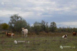 Buzău: Patru focare active de TBC la bovine; evoluția generală indică o reducere a acestora