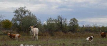 Buzău: Patru focare active de TBC la bovine; evoluția generală indică o reducere a acestora