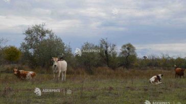 Buzău: Patru focare active de TBC la bovine; evoluția generală indică o reducere a acestora