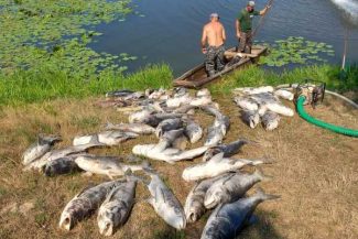 Maramureș: Balta ”Două Veverițe” va fi ecologizată și populată cu pește