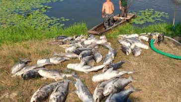 Maramureș: Balta ”Două Veverițe” va fi ecologizată și populată cu pește