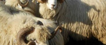Maramureș: Ovinele care au trecut prin pesta micilor rumegătoare nu pun în pericol alte animale