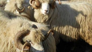 Maramureș: Ovinele care au trecut prin pesta micilor rumegătoare nu pun în pericol alte animale