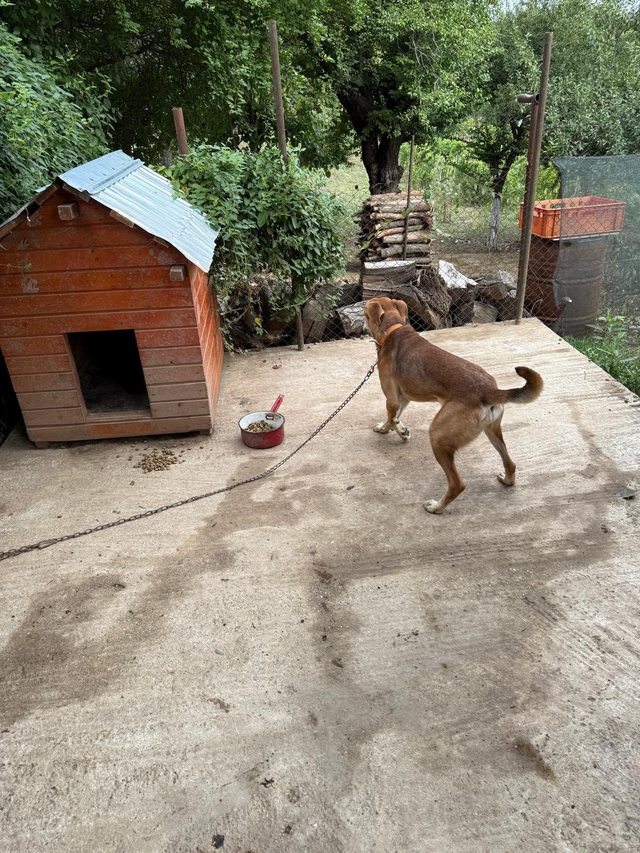 Controale ANSVSA la adăposturile de câini publice şi private – Două ordonanţe de suspendare a activităţii şi una de interzicere a activităţii. Nu erau respectate normele privind spaţiul minim necesar / Animale decedate din cauza hipoxiei severe