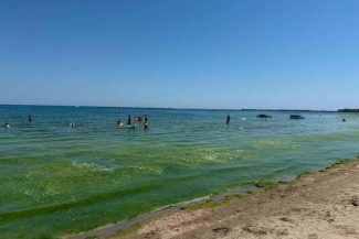 Turiştii reclamă apariţia algelor în Mamaia / Specialiştii ABADL intervin în fiecare seară pentru strângerea acestora – FOTO / VIDEO