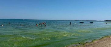 Buzoianu: Începând de săptămâna viitoare, vom avea două echipamente suplimentare, de la ANAR, pentru a lua algeleinclusiv din apă, nu doar de pe plajă / Administraţia bazinală Dobrogea Litoral în fiecare seară curăţă algele