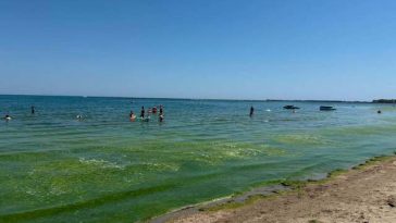 Turiştii reclamă apariţia algelor în Mamaia / Specialiştii ABADL intervin în fiecare seară pentru strângerea acestora – FOTO / VIDEO