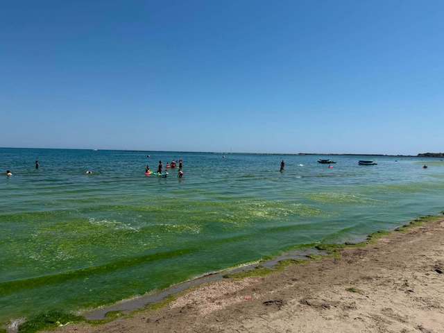 Turiştii reclamă apariţia algelor în Mamaia / Specialiştii ABADL intervin în fiecare seară pentru strângerea acestora – FOTO / VIDEO