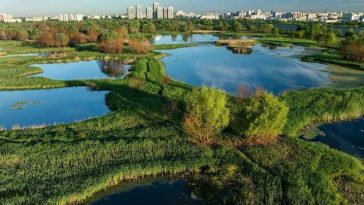Primăria Bucureşti pregăteşte Centura Verde a Capitalei – O succesiune de suprafeţe împădurite în zone din Bucureşti şi Ilfov, pe aproximativ 250 de hectare