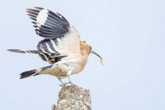 Pupăză fotografiată în timp ce cântă, în Parcul Natural Lunca Mureşului – Pasărea îşi înfoaie penele din jurul gâtului şi coboară ciocul – FOTO
