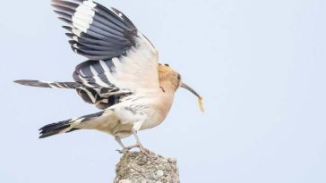Pupăză fotografiată în timp ce cântă, în Parcul Natural Lunca Mureşului – Pasărea îşi înfoaie penele din jurul gâtului şi coboară ciocul – FOTO