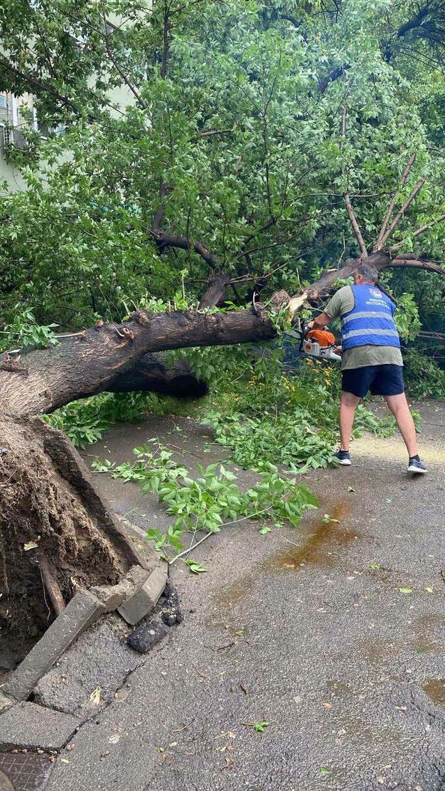 Rareş Hopincă: Vremea extremă a produs pagube în Sectorul 2 / 25 de arbori doborâţi de vânt, mulţi dintre ei căzuţi pe carosabil / S-a decis prelungirea termenului de depunere a cererilor de despăgubire de la 72 de ore la 10 zile