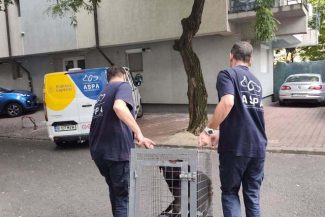 ASPA Bucureşti: 127 de câini capturaţi în doar 20 de zile / Un lucru îngrijorează însă de fiecare dată: aproape jumătate dintre câinii ajunşi în adăposturi sunt pui