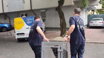ASPA Bucureşti: 127 de câini capturaţi în doar 20 de zile / Un lucru îngrijorează însă de fiecare dată: aproape jumătate dintre câinii ajunşi în adăposturi sunt pui