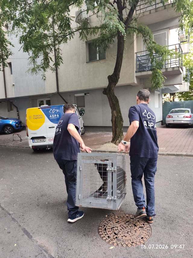 ASPA Bucureşti: 127 de câini capturaţi în doar 20 de zile / Un lucru îngrijorează însă de fiecare dată: aproape jumătate dintre câinii ajunşi în adăposturi sunt pui