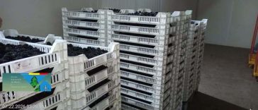 Control al Gărzii de Mediu la operatori economici din judeţul Vâlcea care colectează, depozitează şi prelucrează ciuperci comestibile şi fructe de pădure – Amenzi în valoare de 260.000 de lei / S-a dispus suspendarea activităţii