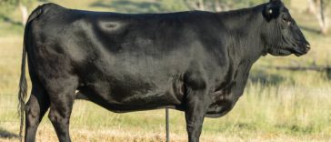 INS: Sacrificările de animale, în creştere la bovine, porcine şi la păsări, în mai. Scădere de peste zece ori la ovine, faţă de aprilie