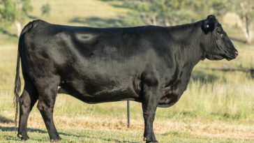 INS: Sacrificările de animale, în creştere la bovine, porcine şi la păsări, în mai. Scădere de peste zece ori la ovine, faţă de aprilie