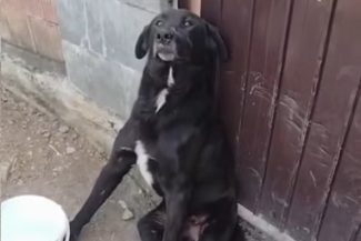 Prahova: Bărbat reţinut sub acuzaţia că a ucis un câine. Ancheta poliţiei, deschisă după ce o asociaţie a făcut public cazul